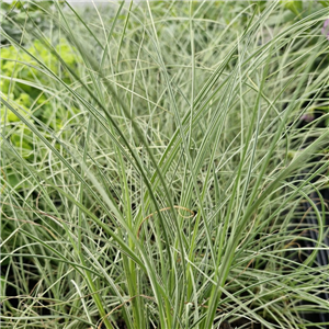 Miscanthus Sinensis 'Morning Light'